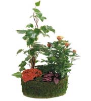 Arrangement of Green & Blooming Plants