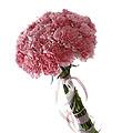 Bouquet of Carnations