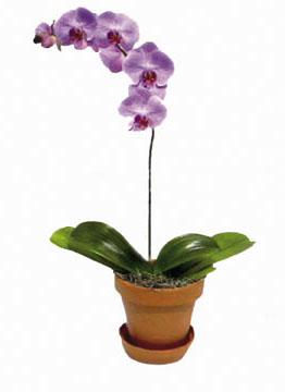 Phalaenopsis sin contenedor