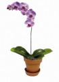 Phalaenopsis (without container)