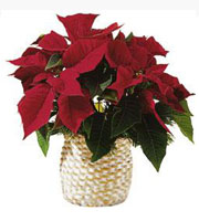 The FTD Red Poinsettia Basket (Small)
