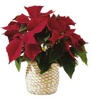 The FTD Red Poinsettia Basket (Small)