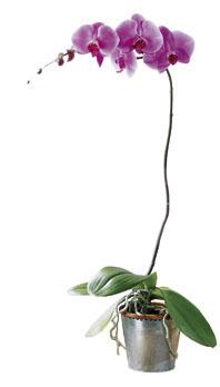 Orquídea phalaenopsis lavanda de FTD®