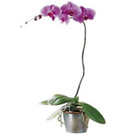 The FTD® Lavender Phalaenopsis Orchid