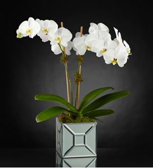 L\'orchidée Elegant Impressions™ Luxury de FTD® - VASE INCLUS