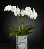 L'orchidée Elegant Impressions™ Luxury de FTD® - VASE INCLUS