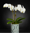 The FTD Elegant Impressions Luxury Orchid