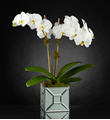 The FTD® Elegant Impressions™ Luxury Orchid
