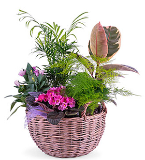 Centerpiece of Plants