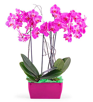 Arrangement of Phalaenopsis Orchids
