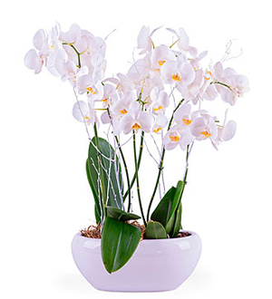 Centerpiece of White Phalaenopsis Plants