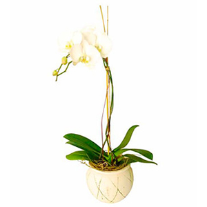Orchid In Ceremic Vase (Subject to availability)