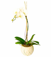 Orchid In Ceremic Vase (Subject to availability)