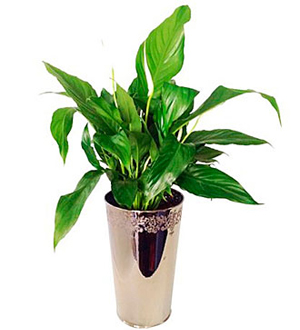 Spathiphyllum In Decorative Vase (Subject to availability)