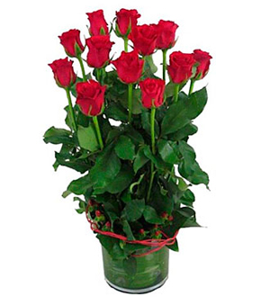 12 Red Roses in Vase