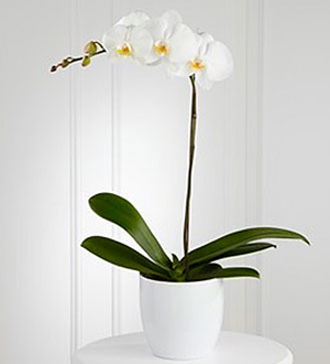 Find orchid plants & other unique sympathy gift ideas for same day delivery to the home or funeral home locally & worldwide with Sunnyslope Floral