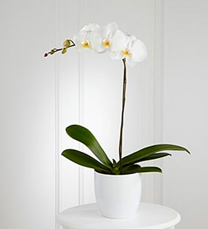 White Orchid Planter Orlando, FL, 32826