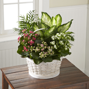 The FTD® Rural Beauty™ Dishgarden