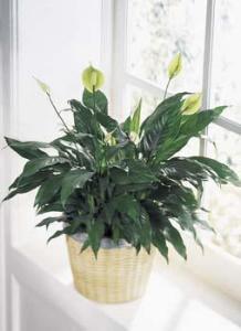 The FTD® Peace & Serenity™ Planter