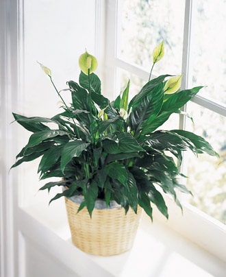 The FTD® Peace & Serenity™ Planter