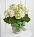 The FTD® White Hydrangea Planter
