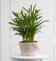The FTD® Deeply Adored™ Palm Planter