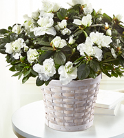 The FTD® White Azalea Plant 