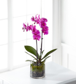 The FTD® Pink Orchid Plant