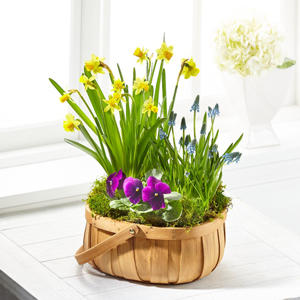 The FTD® Spring Blooms™ Bulb Basket