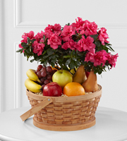 The FTD® Encircling Grace™ Fruit & Plant Basket