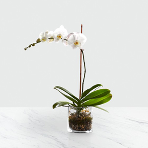 The FTD® White Orchid Planter