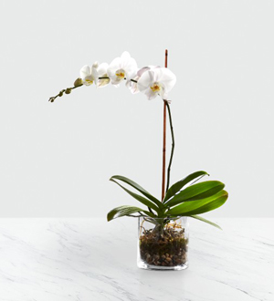La jardinière Orchidée blancheMC de FTD®