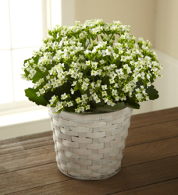 The FTD® White Kalanchoe