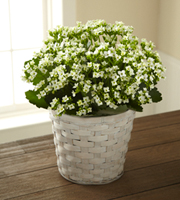 The FTD® White Kalanchoe