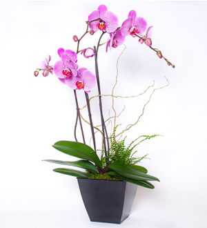 Orchid Garden Purple