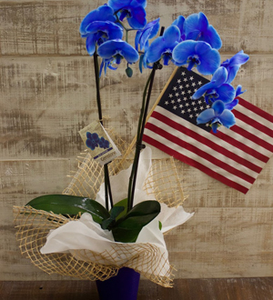 Blue Phalaenopsis Orchid