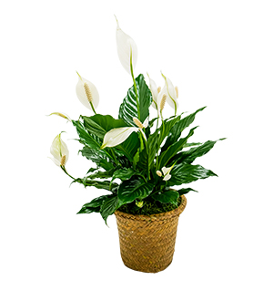 Peace Lily Basket - Small