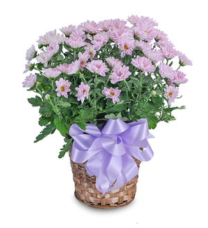 Lavender Chrysanthemum Basket