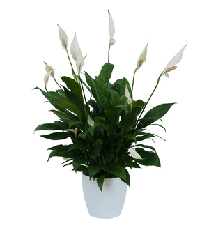 Peace Lily Plant in White Ceramic Container