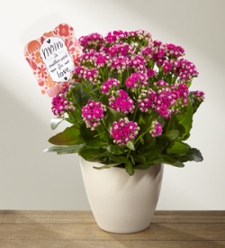 The FTD Love Defined Mother's Day Kalanchoe by Hallmark
