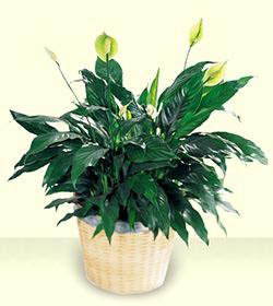 The FTD ® Peace Lily Basket