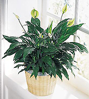 The FTD  Peace Lily Basket