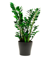 Zamioculcas Plant