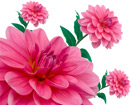 We offer a large variety of flowers plants and gifts